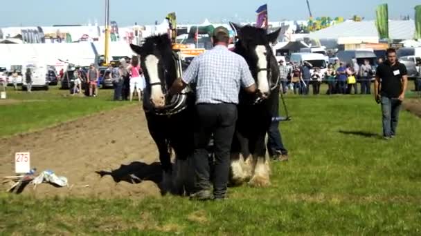 Horses Working National Ploughing Championships Laois Ireland 19Th September 2019 — Stock video