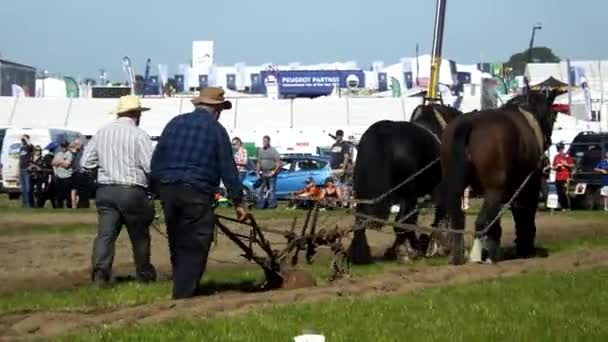 Horses Working National Ploughing Championships Laois Ireland 19Th September 2019 — Stok video