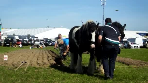 Horses Working National Ploughing Championships Laois Ireland 19Th September 2019 — Stockvideo