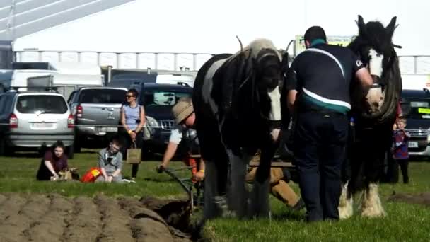 Horses Working National Ploughing Championships Laois Ireland 19Th September 2019 — Stock video