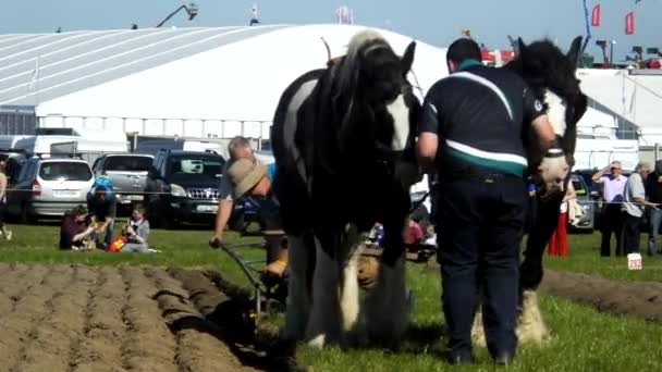 Horses Working National Ploughing Championships Laois Ireland 19Th September 2019 — Vídeos de Stock