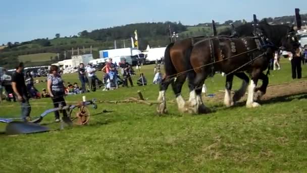 Horses Working National Ploughing Championships Laois Ireland 19Th September 2019 — Stock video