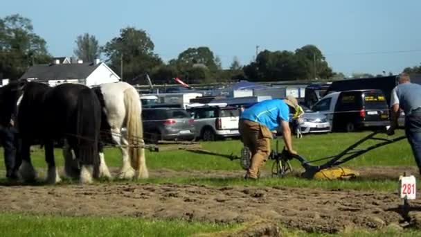 Horses Working National Ploughing Championships Laois Ireland 19Th September 2019 — Stok video