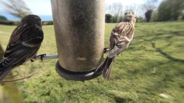  lesser redpolls feeding from a Tube peanut seed Feeder 