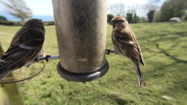  lesser redpolls feeding from a Tube peanut seed Feeder 