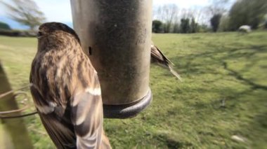 lesser redpolls feeding from a Tube peanut seed Feeder 