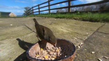 Robin feeding from Insect Coconut Suet Shells fat balls in the UK
