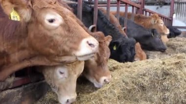 Red and Black Cows eating silage grass through a gate in a Cattle shed 