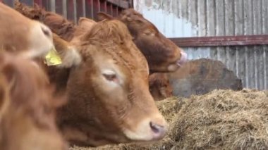 Red and Black Cows eating silage grass through a gate in a Cattle shed 