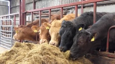Red and Black Cows eating silage grass through a gate in a Cattle shed 