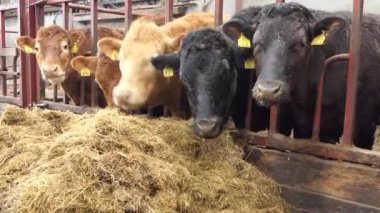 Red and Black Cows eating silage grass through a gate in a Cattle shed 