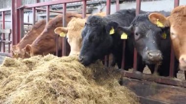 Red and Black Cows eating silage grass through a gate in a Cattle shed 