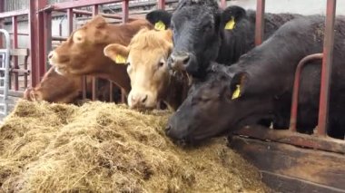 Red and Black Cows eating silage grass through a gate in a Cattle shed 