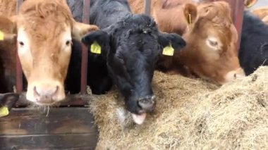 Red and Black Cows eating silage grass through a gate in a Cattle shed 