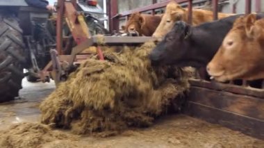 Red and Black Cows eating silage grass through a gate in a Cattle shed 