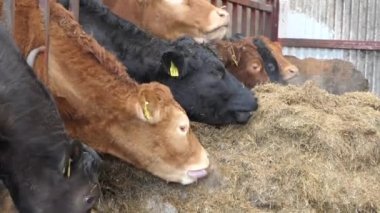 Red and Black Cows eating silage grass through a gate in a Cattle shed 