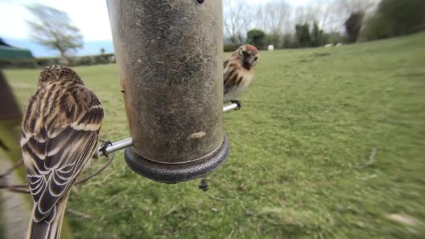 Lesser Redpolls Feeding Tube Peanut Seed Feeder — Stok video
