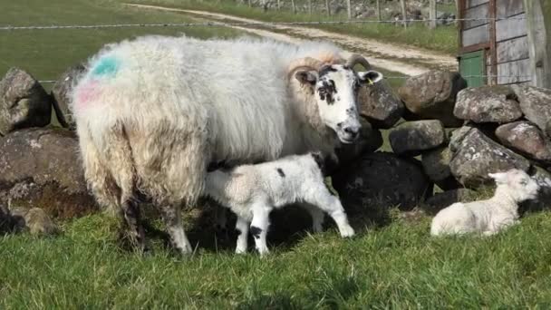 New Born Lamb Feeding Its Mother — Stockvideo