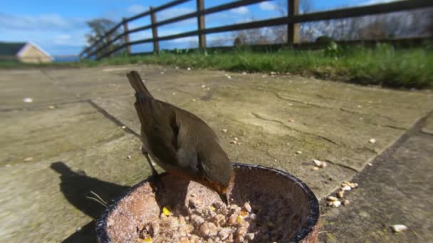 Robin Feeding Insect Coconut Suet Shells Fat Balls — Stok video