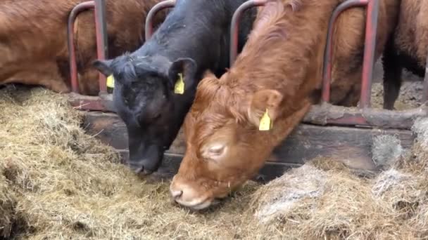 Красные Черные Коровы Едят Силосную Траву Через Ворота Сарае Скота — стоковое видео