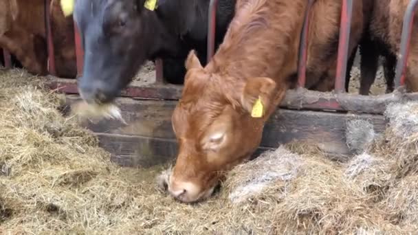 Красные Черные Коровы Едят Силосную Траву Через Ворота Сарае Скота — стоковое видео
