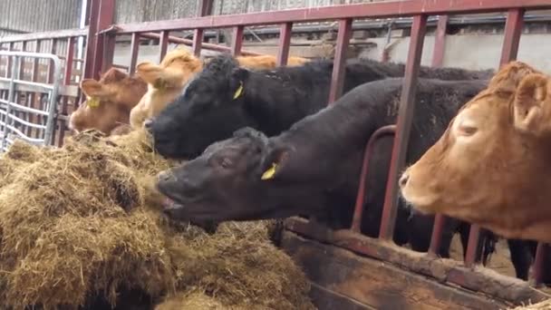 Κόκκινες Και Μαύρες Αγελάδες Τρώνε Ενσιρωμένο Χορτάρι Μέσα Από Μια — Αρχείο Βίντεο