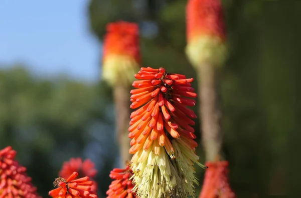 Red Hot Poker Kniphofia Πλήρη Άνθιση Έναν Κήπο — Φωτογραφία Αρχείου