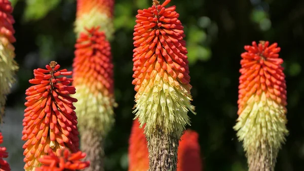 Red Hot Poker Kniphofia Plném Květu Zahradě — Stock fotografie