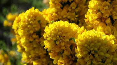 Gorse Whin, İrlanda 'da sarı yaprakla çiçekleniyor