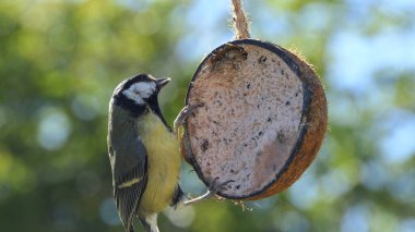 Great Tit feeding from a bird table in the UK clipart