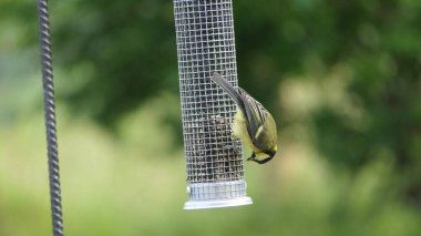 Great Tit feeding from a bird table in the UK