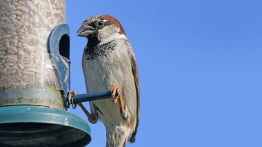Serçe, metin kopyalamak için mavi arkaplan ile kuş tablosundan besleniyor