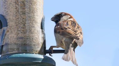 Serçe, metin kopyalamak için mavi arkaplan ile kuş tablosundan besleniyor