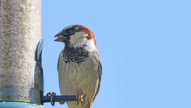 Serçe, metin kopyalamak için mavi arkaplan ile kuş tablosundan besleniyor
