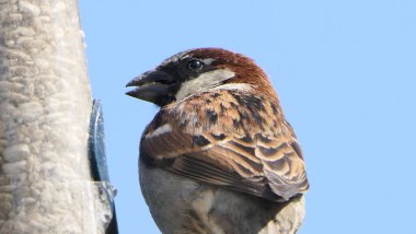 Serçe, metin kopyalamak için mavi arkaplan ile kuş tablosundan besleniyor