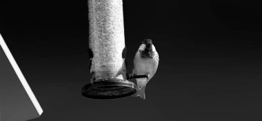 Serçe, metin kopyalamak için mavi arkaplan ile kuş tablosundan besleniyor