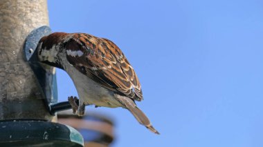 Serçe, metin kopyalamak için mavi arkaplan ile kuş tablosundan besleniyor