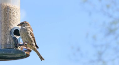 Serçe, metin kopyalamak için mavi arkaplan ile kuş tablosundan besleniyor