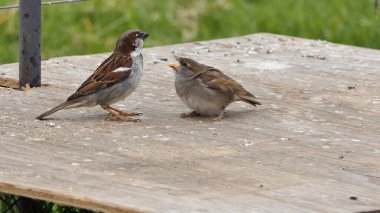 Serçe Hanesi Yavrularını besliyor 