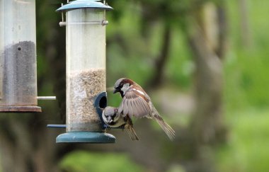 Sparrow Hanesi, İngiltere 'deki kuş masasında tohum yemleyicisinde dövüşüyor.