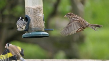 Sparrow Hanesi, İngiltere 'deki kuş masasında tohum yemleyicisinde dövüşüyor.