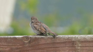 Serçe, çitin üzerinde oturuyor. 