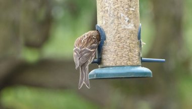 Bir tüp fıstık tohumundan beslenen daha az kırmızı anket