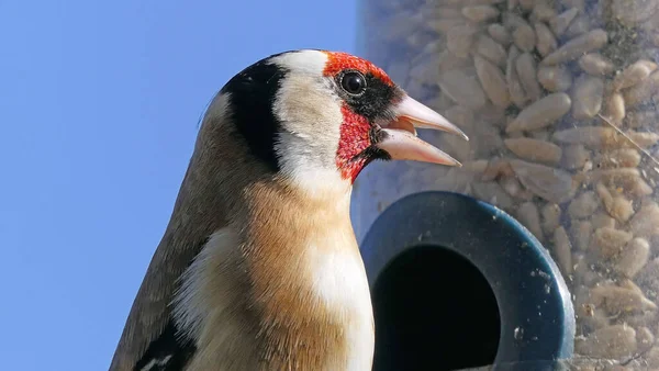 Besleyici Mavi Arka Plandan Beslenen Ispinoz Kuşu — Stok fotoğraf