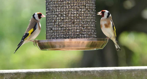 混合種子の鳥のテーブルからのゴールドフィンチの給餌 — ストック写真