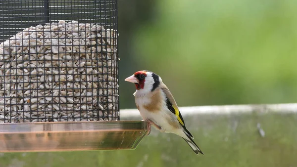 Chardonnerets Nourrissant Partir Une Table Oiseaux Graines Mélangées — Photo