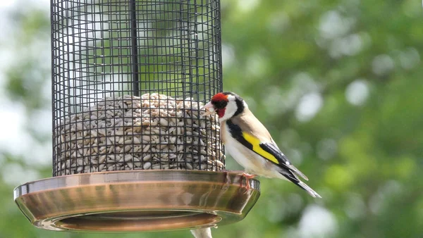 Goldfinches feeding from a bird table of mixed seeds