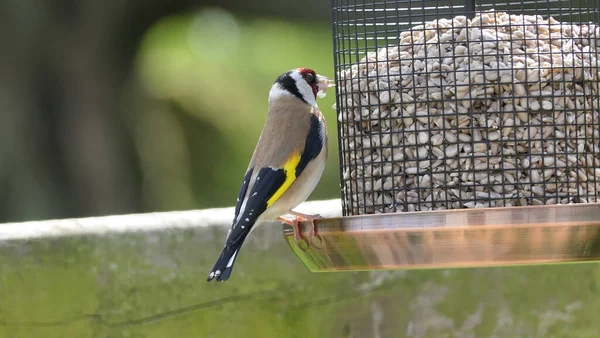 Goldfinches feeding from a bird table of mixed seeds