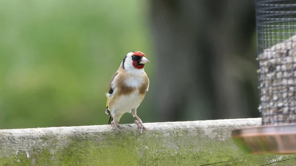 Goldfinches feeding from a bird table of mixed seeds