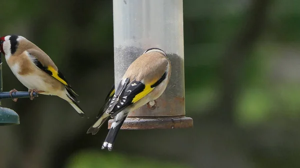 Goldfinches feeding from a bird table of mixed seeds